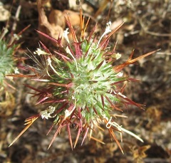 Navarretia