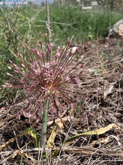 Allium schubertii