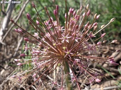 Allium schubertii