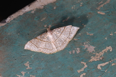 Semiothisa divergentata