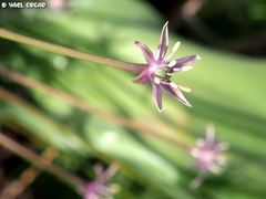 Allium schubertii