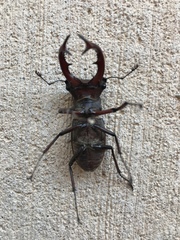 Lucanus elaphus