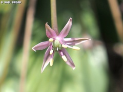 Allium schubertii