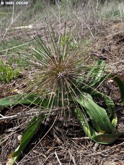 Allium schubertii