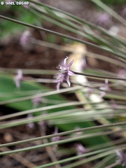 Allium schubertii