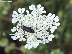 Alosimus syriacus syriacus