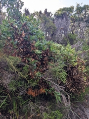 Banksia quercifolia