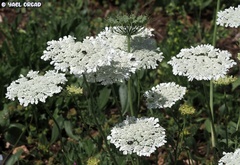Tordylium trachycarpum