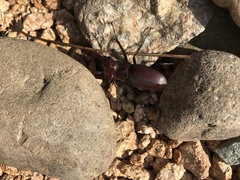 Lucanus elaphus