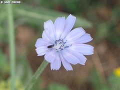 Cichorium endivia