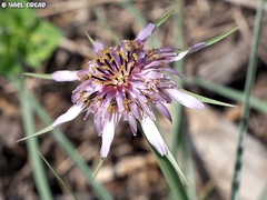 Tragopogon coelesyriacus