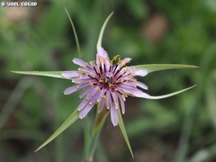 Tragopogon coelesyriacus
