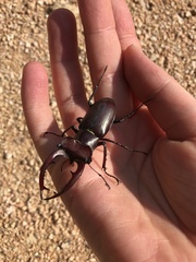 Lucanus elaphus