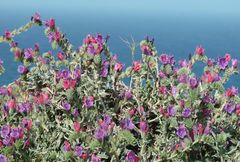 Echium angustifolium