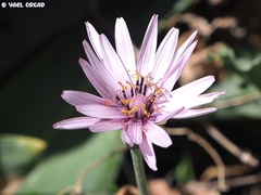 Pseudopodospermum papposum