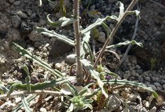 Echium angustifolium
