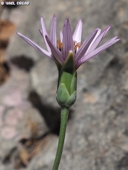 Pseudopodospermum papposum