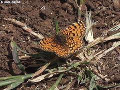 Melitaea telona