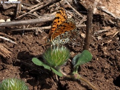 Melitaea telona