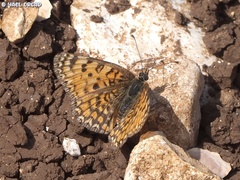Melitaea telona