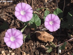 Convolvulus coelesyriacus
