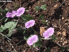 Convolvulus coelesyriacus