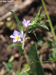 Convolvulus pentapetaloides