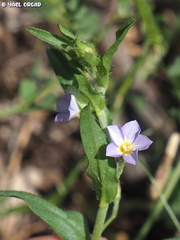 Convolvulus pentapetaloides