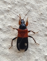 Prostemma sanguineum