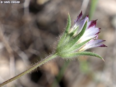 Pterocephalus brevis