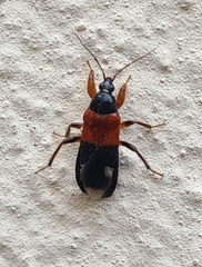 Prostemma sanguineum