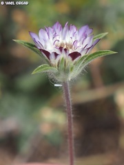 Pterocephalus brevis