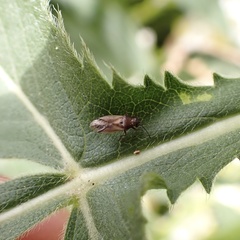 Cymus melanocephalus