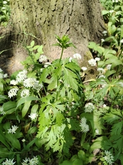 Aconitum firmum