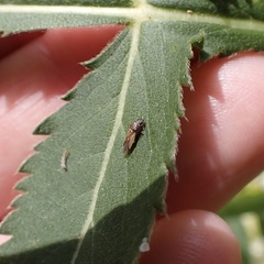 Cymus melanocephalus