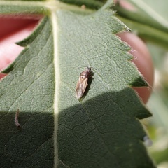 Cymus melanocephalus