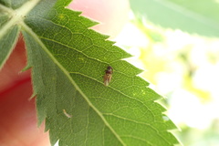 Cymus melanocephalus