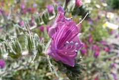Echium angustifolium