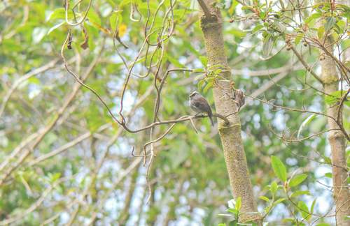 Crowned Chat-Tyrant (Silvicultrix frontalis), photo 7