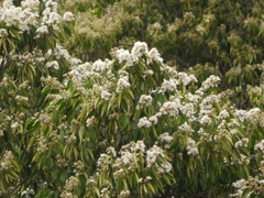 Syzygium zeylanicum