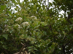 Syzygium zeylanicum