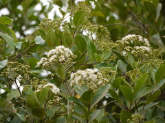 Syzygium zeylanicum