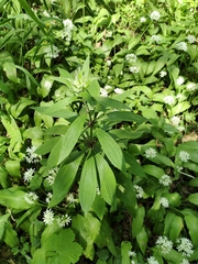 Lilium martagon