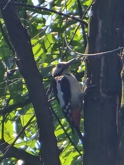 Dendrocopos major