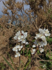 Libertia chilensis