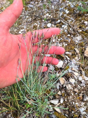 klinček včasný Lumnitzerov (Dianthus praecox lumnitzeri)