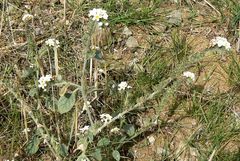 Heliotropium dolosum