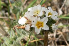 Heliotropium dolosum