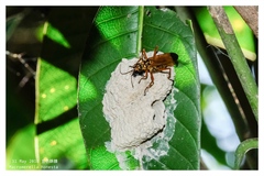 Macromerella honesta