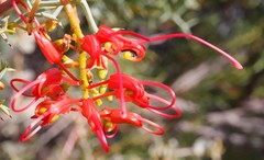 Grevillea dielsiana
